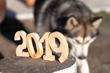 Ahşap numarası 2019. Mutlu yeni yıl 2019. Alaskan malamute içinde belgili tanımlık geçmiş.
