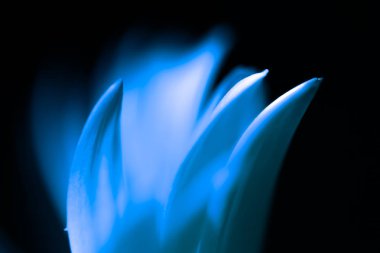 Çiçek portre renkli mevsimlik yaprakları koyu arka plan üzerinde parlak bir ışık seviyorum. Seçici odak. Tonda.