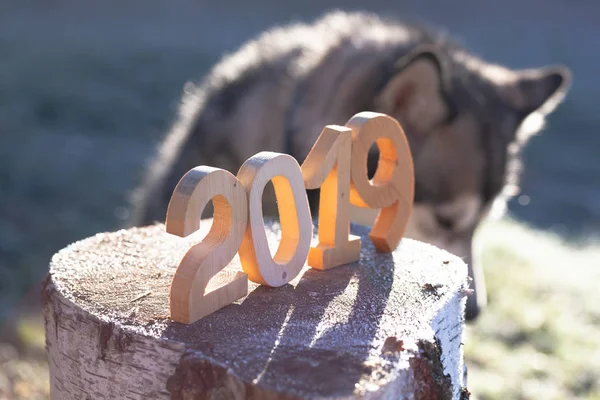 Ahşap numarası 2019. Mutlu yeni yıl 2019. Alaskan malamute içinde belgili tanımlık geçmiş.
