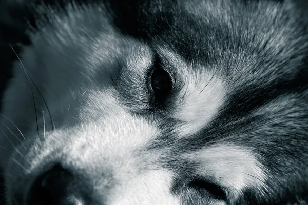 Alaskan Malamut Portrait Sad Look — Stock Photo, Image