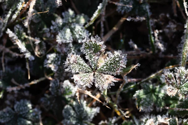 Hojas Congeladas Otoño Pasado Cristales Hielo — Foto de Stock