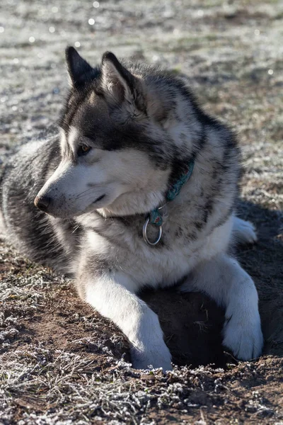 Alaskan Malamute Grając Zamrożonego Podłoża — Zdjęcie stockowe