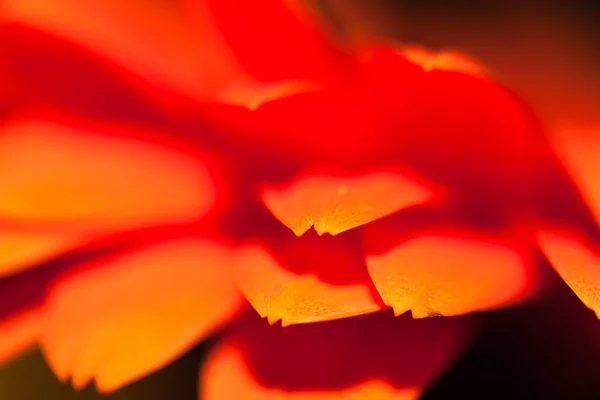 Цветные Размытые Лепестки Цветка Крупным Планом Яркая Вспышка Темном Фоне — стоковое фото
