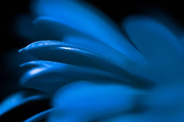 Les Pétales Bleus Colorés Fleur Rapprochent Comme Éclair Lumineux Sur — Photo