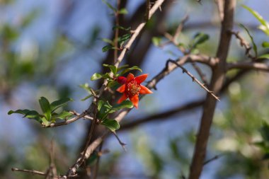 Nar çiçeği bir Bush ile yeşil doğada bırakır. Arka plan bulanık.