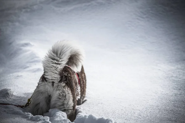 Luge Avec Chiens Husky Dans Une Forêt Hiver Russe Tonique — Photo