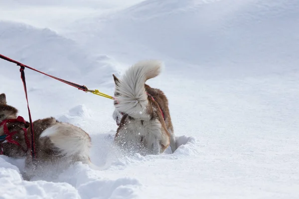 Slittino Con Cani Husky Una Foresta Invernale Russa — Foto Stock