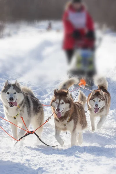 Sledding Com Cães Husky Uma Floresta Inverno Russa — Fotografia de Stock
