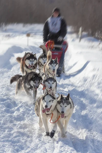 在俄罗斯的冬季森林里和哈士奇狗一起滑雪 — 图库照片