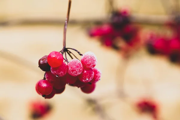 Rote Reife Saftige Frische Waldbeeren Mit Eis Herbst Der Erste — Stockfoto