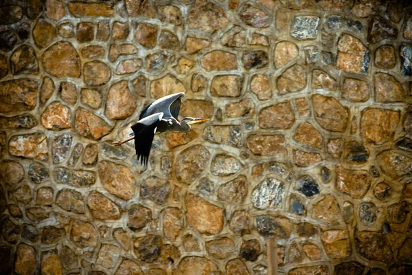 Grande Garça Cinza Ardea Cinerea Uma Paisagem Outono Tonificado — Fotografia de Stock