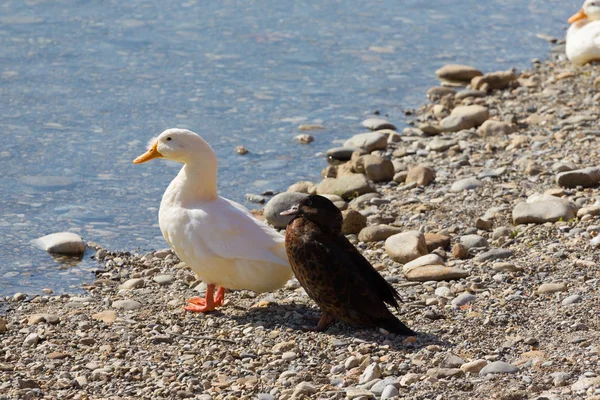 Canards Sur Une Côte Pierreuse Une Rivière — Photo