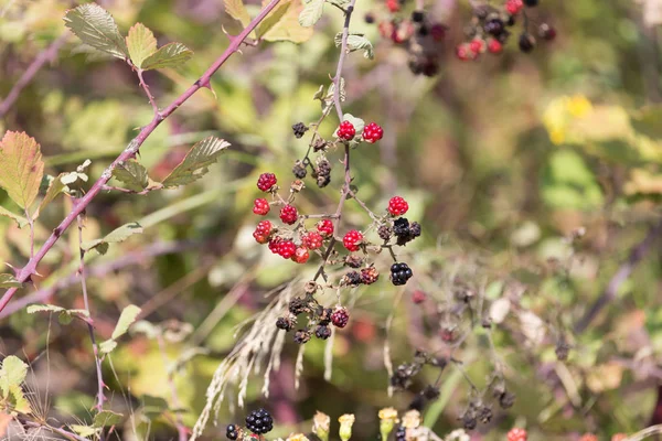 Fresh Red Black Blackberries Bush Selective Focus — Stock Photo, Image