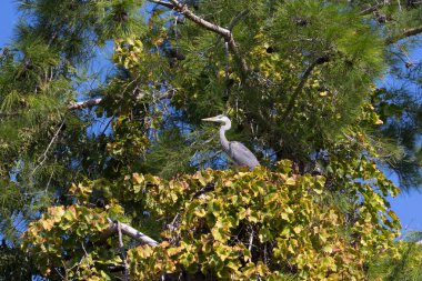 Büyük gri balıkçıl 