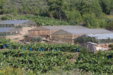 Alanya banliyölerinde muz bahçeleri.