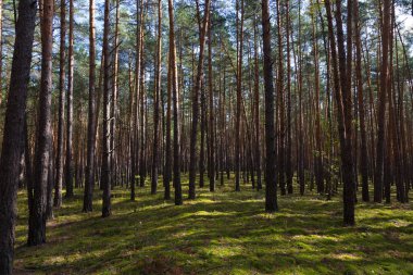 güzel sonbahar orman görünümünde.