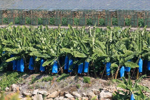 Bananenplantages Buitenwijk Van Alanya — Stockfoto