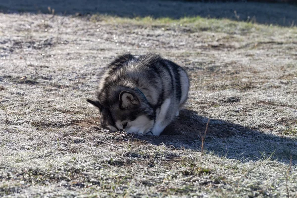 Alaskan Malamute Grając Zamrożonego Podłoża — Zdjęcie stockowe