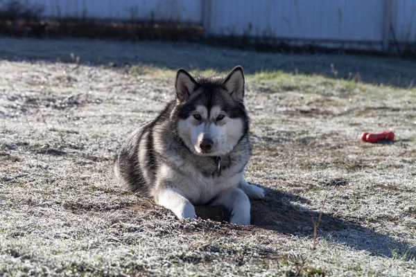 Alaskan Malamute Grając Zamrożonego Podłoża — Zdjęcie stockowe