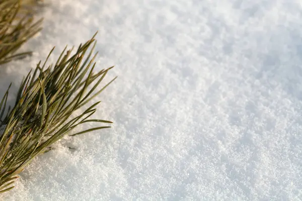 Yeni Yıl Noel Tema Çam Dalları Kar Seçici Odak — Stok fotoğraf