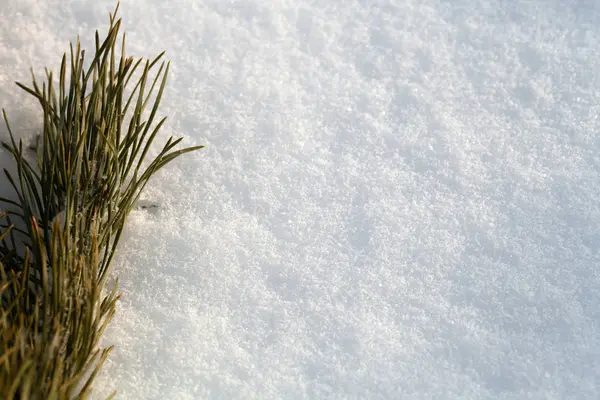 Nieuwjaar Kerstmis Thema Met Spar Takken Sneeuw Selectieve Aandacht — Stockfoto