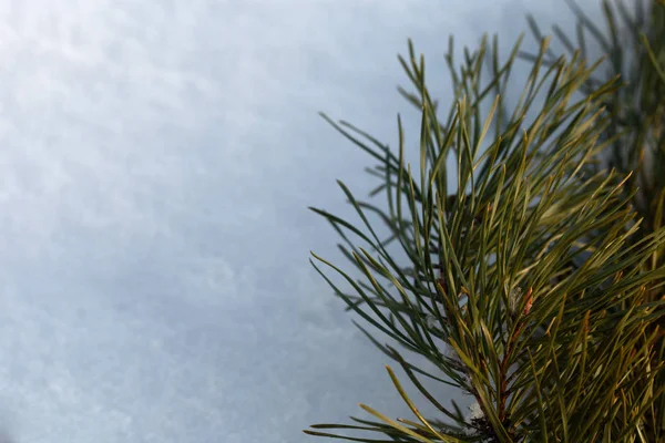 新しい年 モミの枝と雪とクリスマスのテーマ 選択と集中 — ストック写真