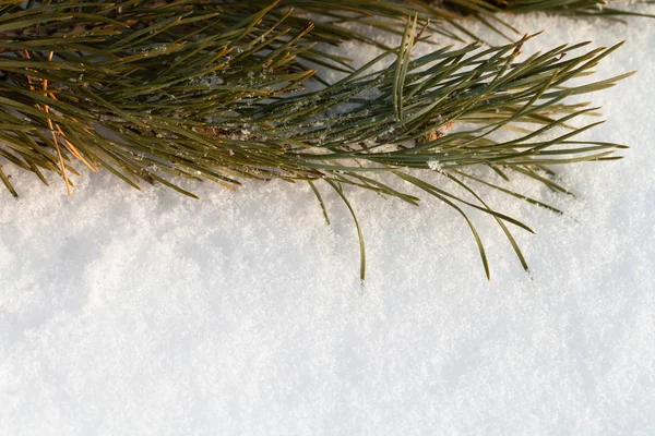 新しい年 モミの枝と雪とクリスマスのテーマ 選択と集中 — ストック写真
