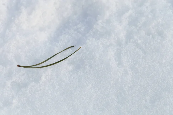 Ano Novo Tema Natal Com Ramos Abeto Neve Foco Seletivo — Fotografia de Stock