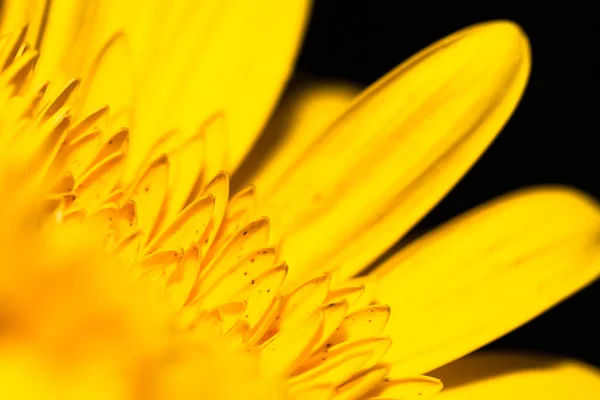 Blomma Närbild För Naturlig Bakgrund Selektivt Fokus — Stockfoto