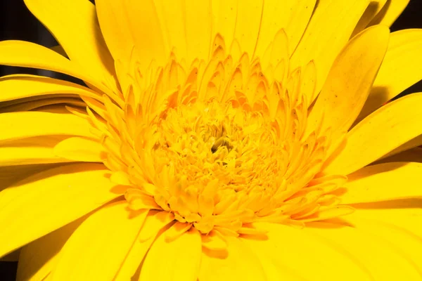 Flower Closeup Natural Background Selective Focus — Stock Photo, Image