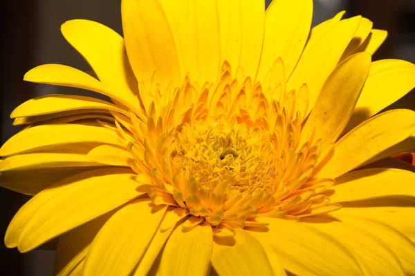Λουλούδι Κινηματογράφηση Πρώτο Πλάνο Για Φυσικό Υπόβαθρο Επιλεκτική Εστίαση — Φωτογραφία Αρχείου