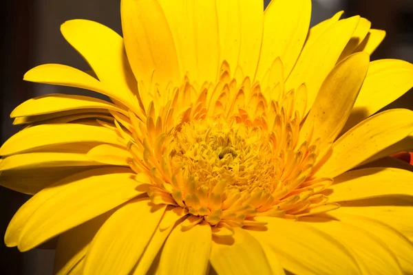 Flower Closeup Natural Background Selective Focus — Stock Photo, Image