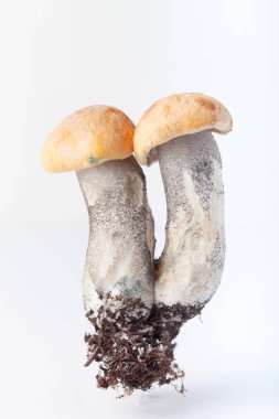 Yabani mantar beyaz arka plan üzerinde izole sonbaharda hasat.
