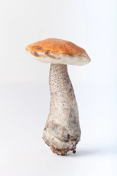 Récolte Automnale Champignons Sauvages Isolés Sur Fond Blanc — Photo