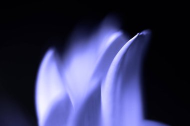 Çiçek portre renkli mevsimlik yaprakları koyu arka plan üzerinde parlak bir ışık seviyorum. Seçici odak. Tonda.