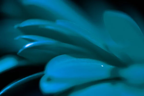 Les Pétales Bleus Colorés Fleur Rapprochent Comme Éclair Lumineux Sur — Photo