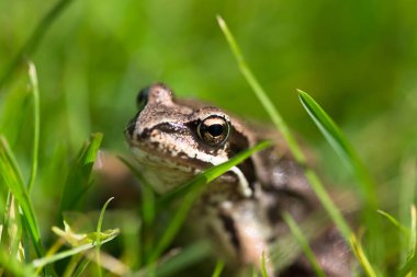 Kurbağa bir bahçede çimlerin üzerine. Sığ derinlik-in tarla. Seçici odak.