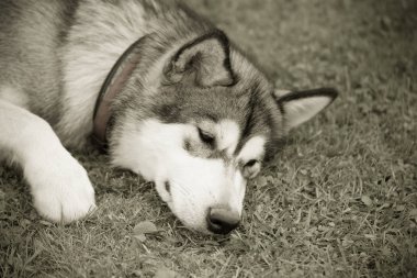 Köpek doğurmak alaskan malamute bir bahçede oynuyor. Seçici odak. Tonda.