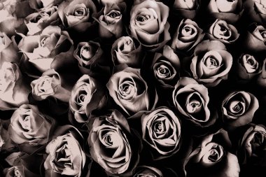 Taze Gül doğal arka plan. Yumuşak odak. Tonda.