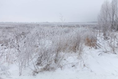 Frost'un üzerinde bir ot. Rus il doğal peyzaj kasvetli hava.