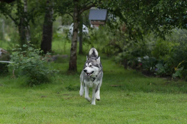 Pies Rasy Alaskan Malamute Odgrywa Ogrodzie Selektywny Fokus — Zdjęcie stockowe