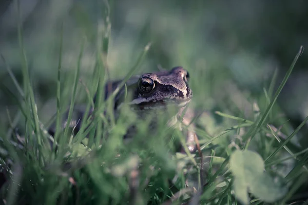 Frosch Auf Einer Wiese Einem Garten Geringe Schärfentiefe Selektiver Fokus — Stockfoto