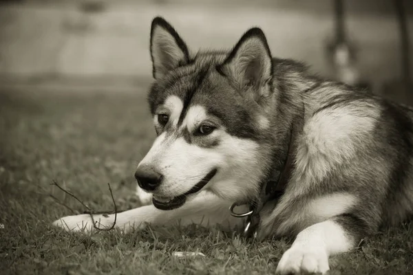 Hund Rasen Alaskan Malamute Spelar Trädgård Selektivt Fokus Tonas — Stockfoto