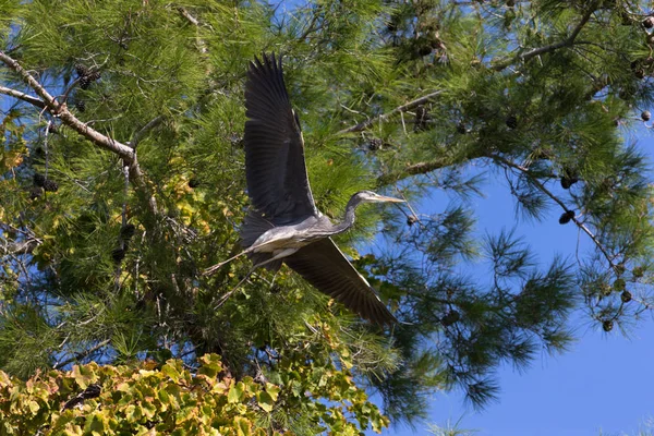 Gran Garza Gris Ardea Cinerea Paisaje Otoñal — Foto de Stock