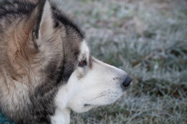 Pies Rasy Alaskan Malamute Odgrywa Ogrodzie Selektywny Fokus Stonowanych — Zdjęcie stockowe