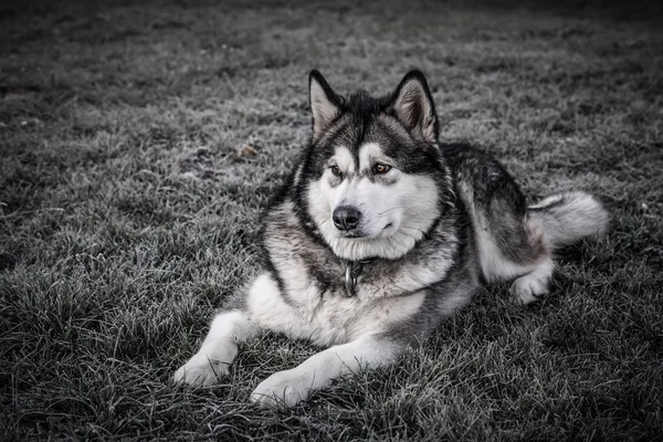 Pies Rasy Alaskan Malamute Odgrywa Ogrodzie Selektywny Fokus Stonowanych — Zdjęcie stockowe