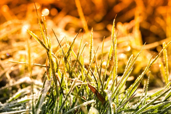Vorst Een Gras Koude Grond Eerste Lichte Vorst Ondiepe Scherptediepte — Stockfoto
