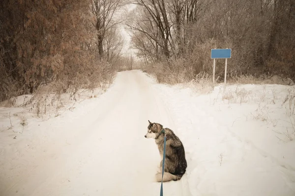 Perro Raza Alaska Malamute Pie Carretera Nevada Tonificado — Foto de Stock