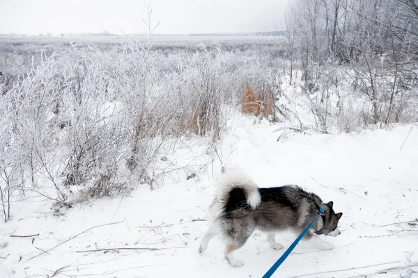 狗品种阿拉斯加马拉穆特在雪白的路上散步 — 图库照片