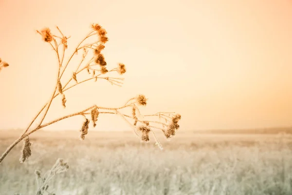 Frost Üzerinde Bir Rus Doğal Peyzaj Kasvetli Hava Seçici Odak — Stok fotoğraf